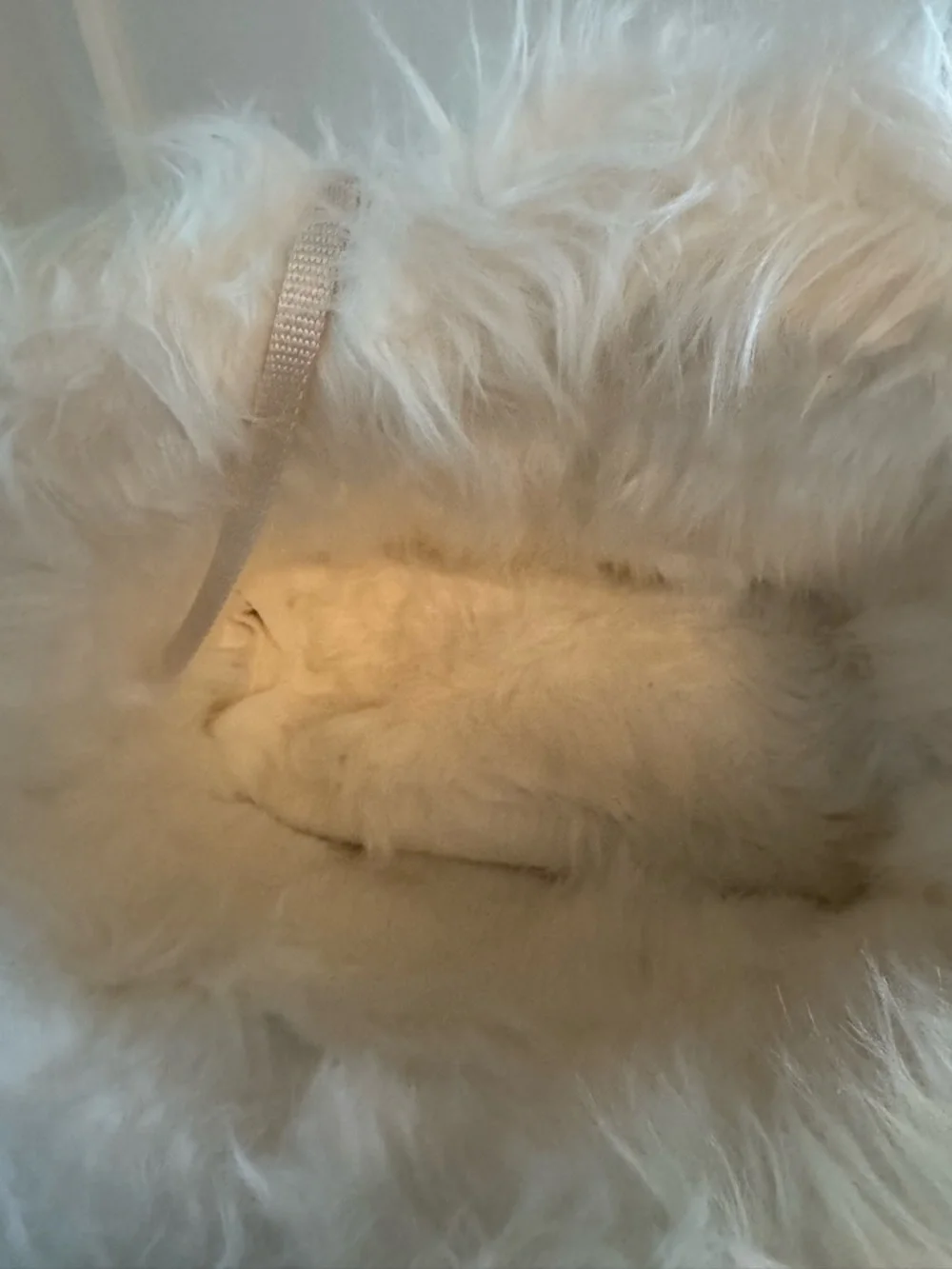 Mint Green Faux Fur Pet Carrier Bag & Matching Blanket